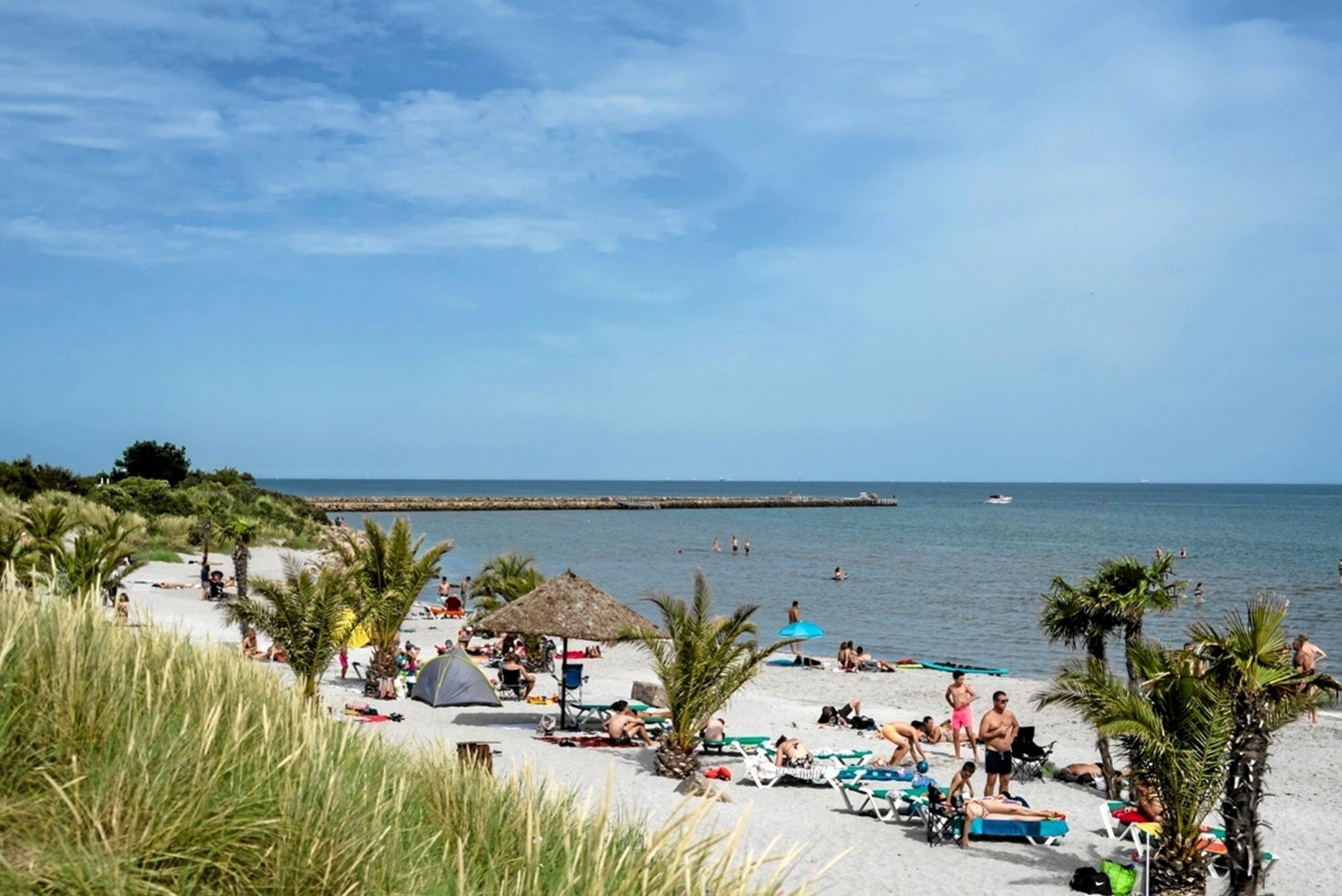 Palmestranden – verdens nordligste palmestrand